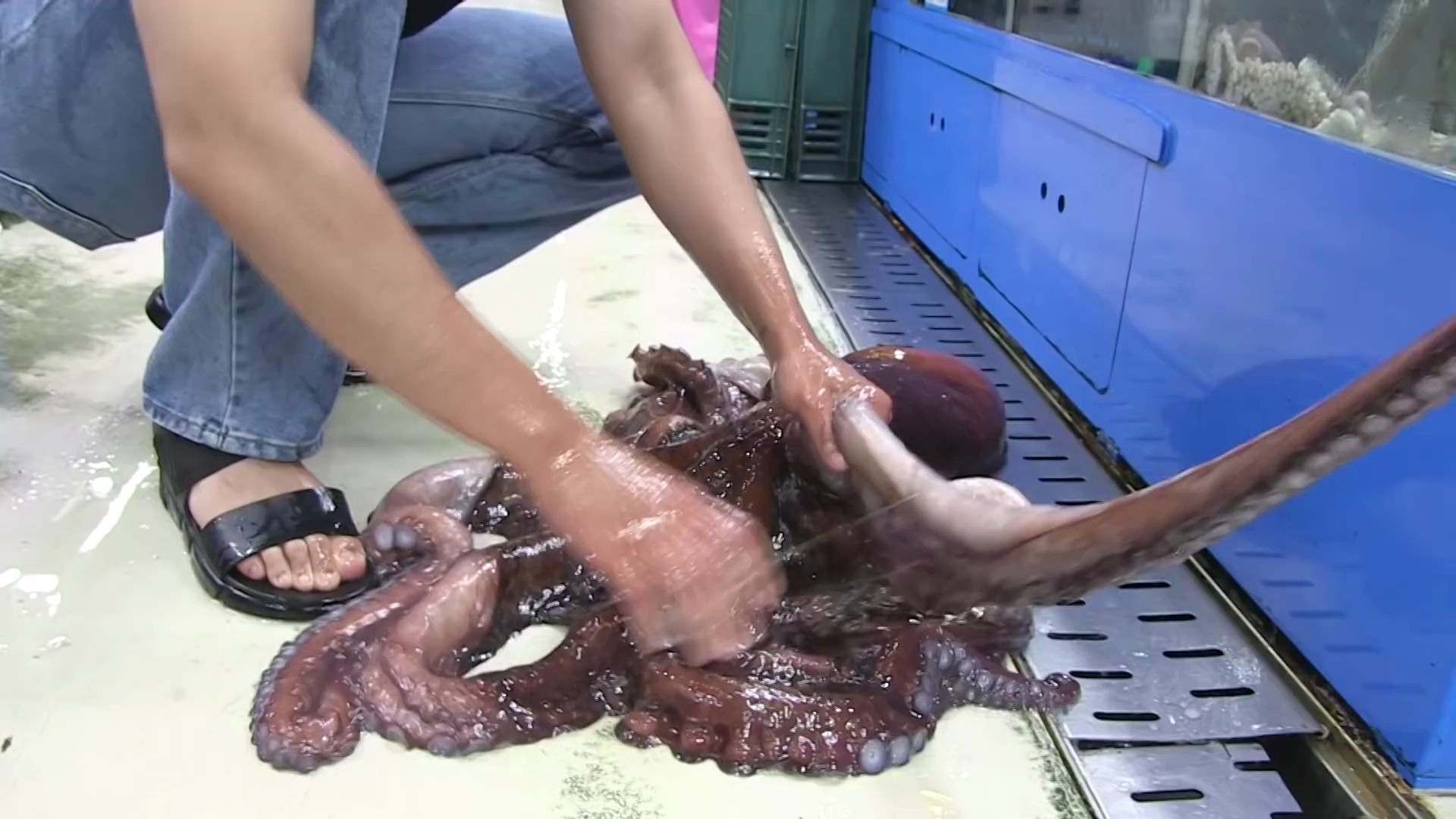 【吃播研究所】不可思议的巨型国王章鱼,吃!