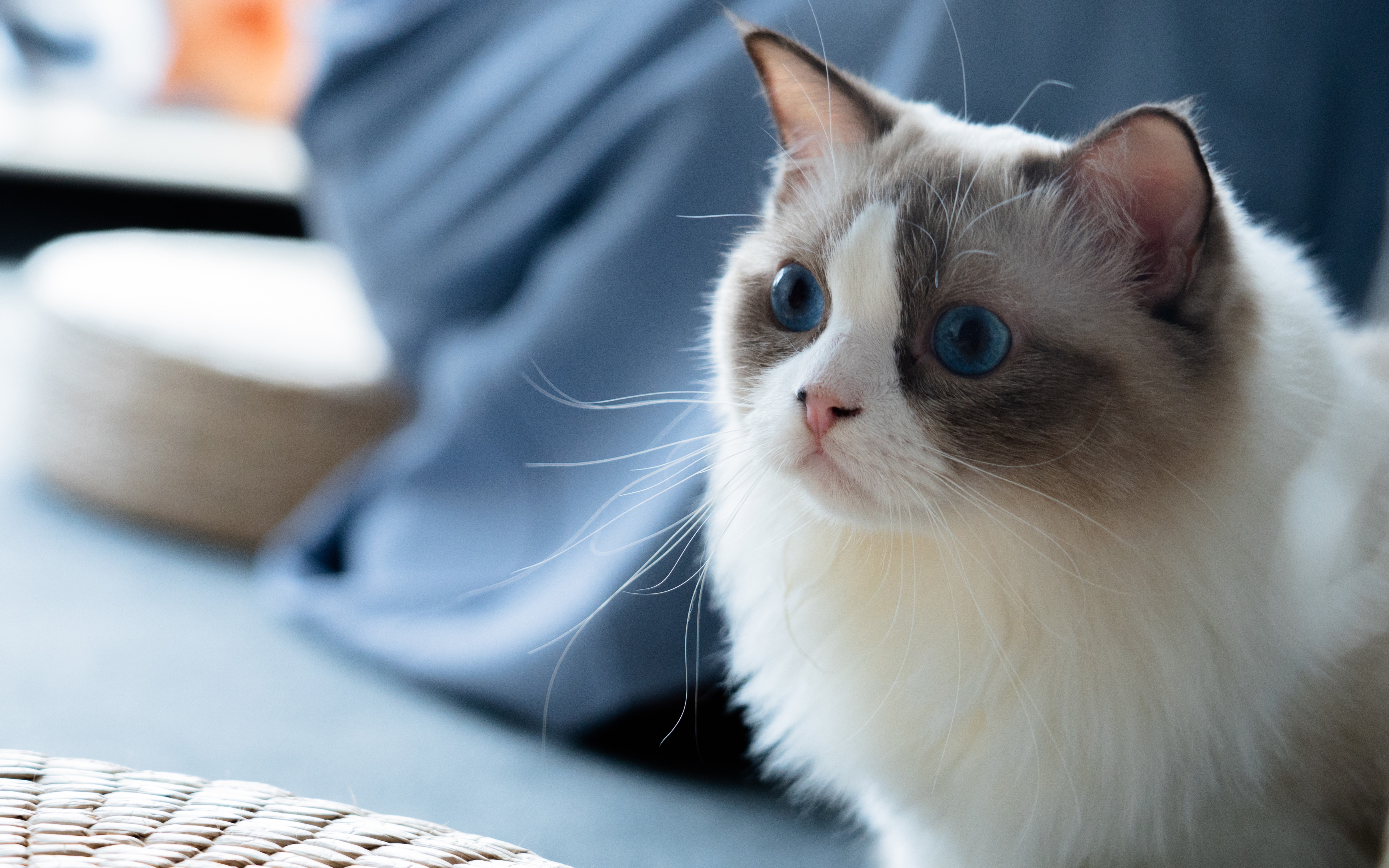 解锁猫咖——终于不再是云吸猫了! 啊!这盛世美颜!