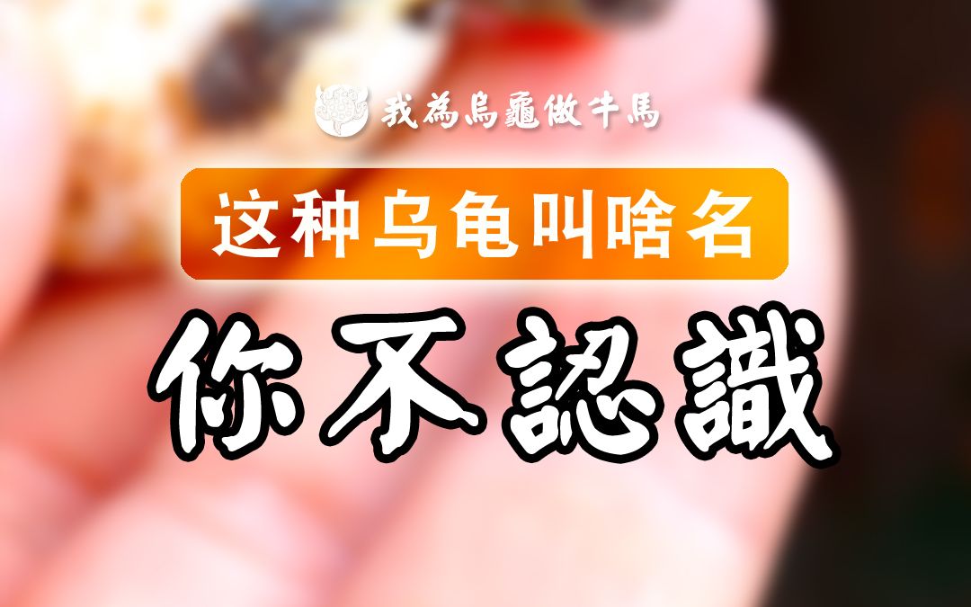 自带腮红的小乌龟,你可能叫不出它的名字!哔哩哔哩bilibili