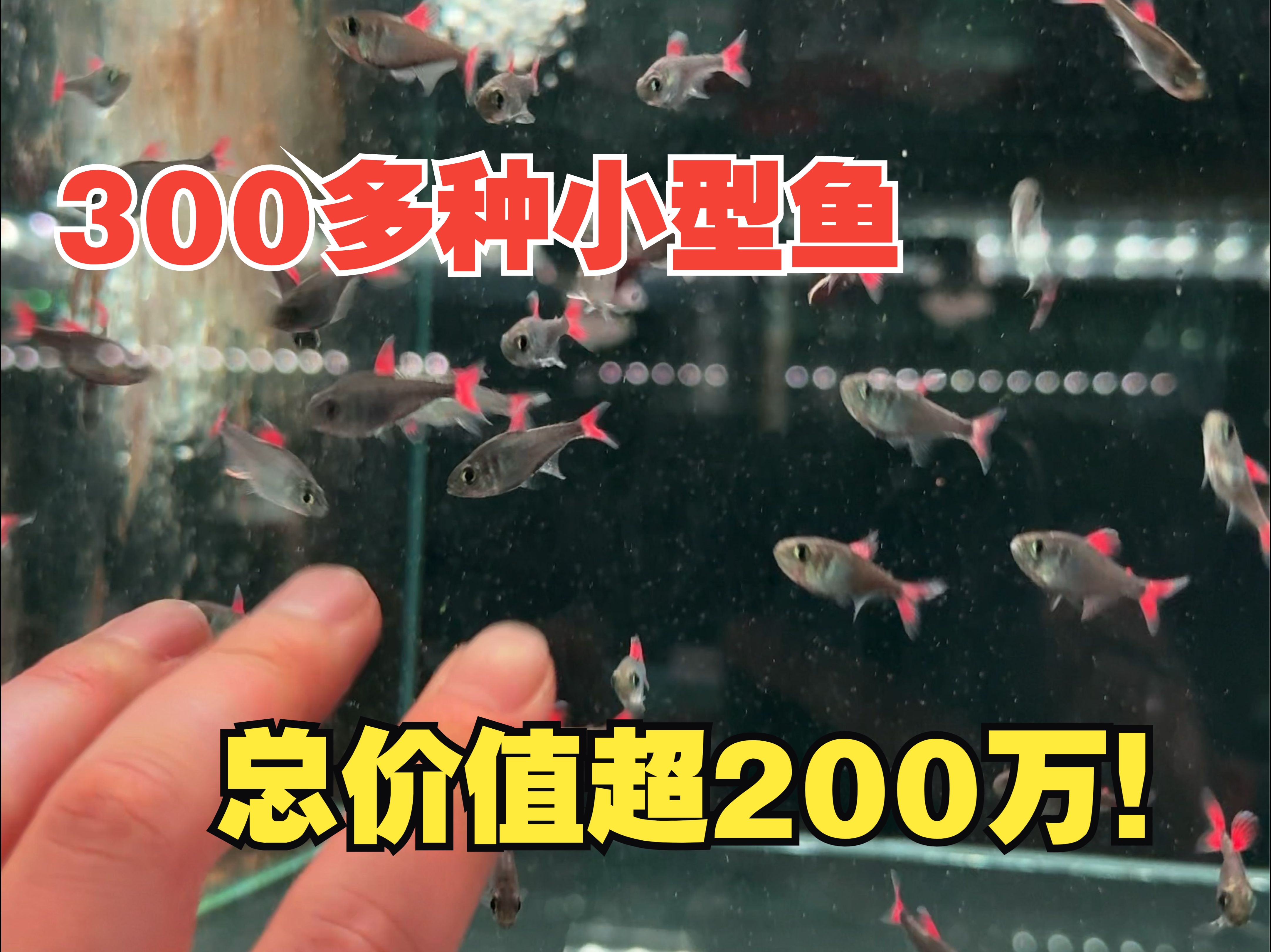 这里好多名贵稀有观赏鱼,总价值超200万! 到底是哪些鱼友在消费?一起逛逛我见过的第2贵的小型鱼鱼房!哔哩哔哩bilibili