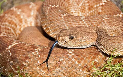 纪录片寰球捕猎响尾蛇第三季3集全