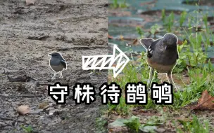 Tải video: 很主动的鹊鸲