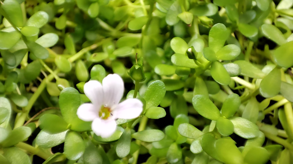 记忆草又开花啦