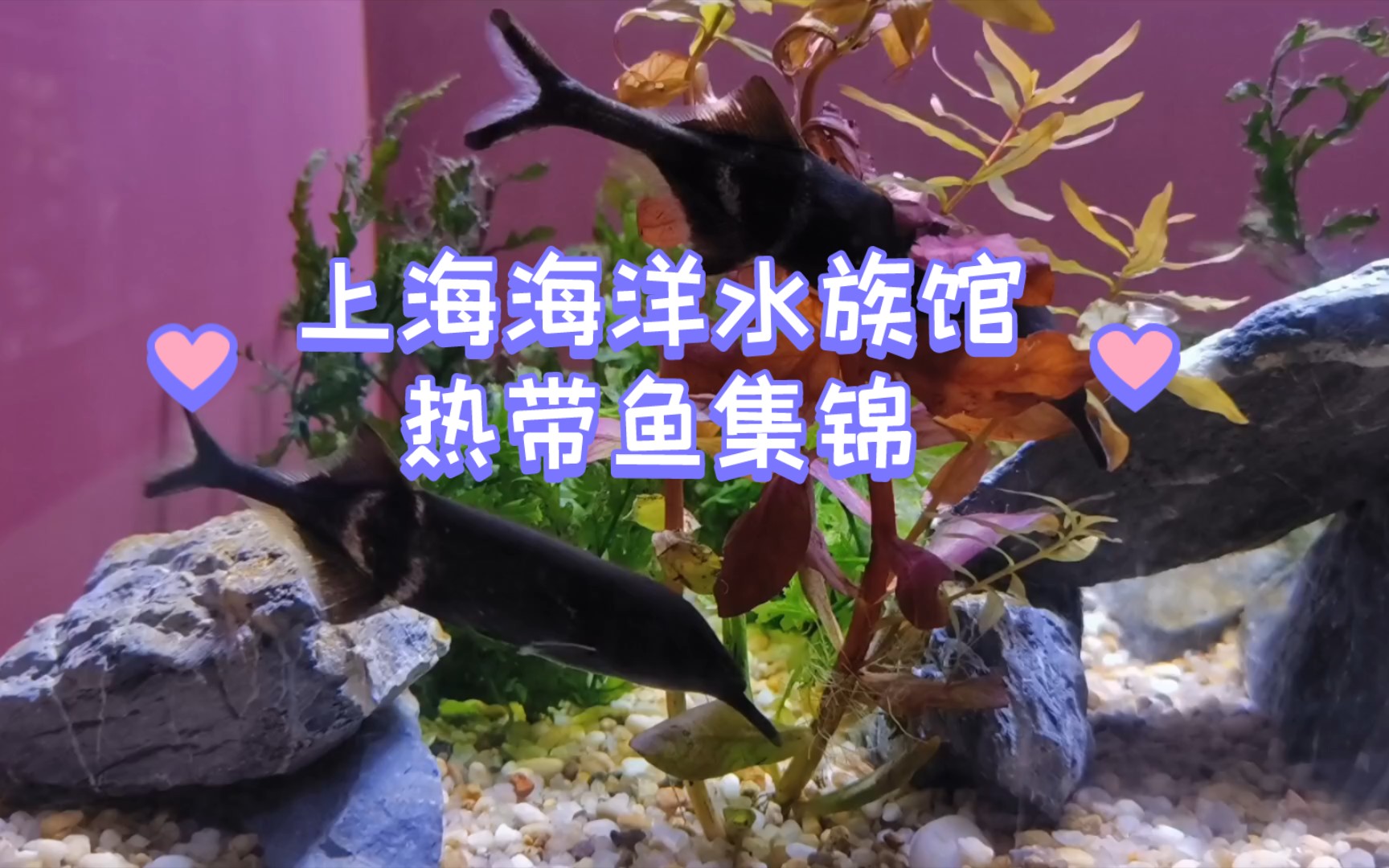 上海海洋水族馆 热带鱼集锦哔哩哔哩bilibili