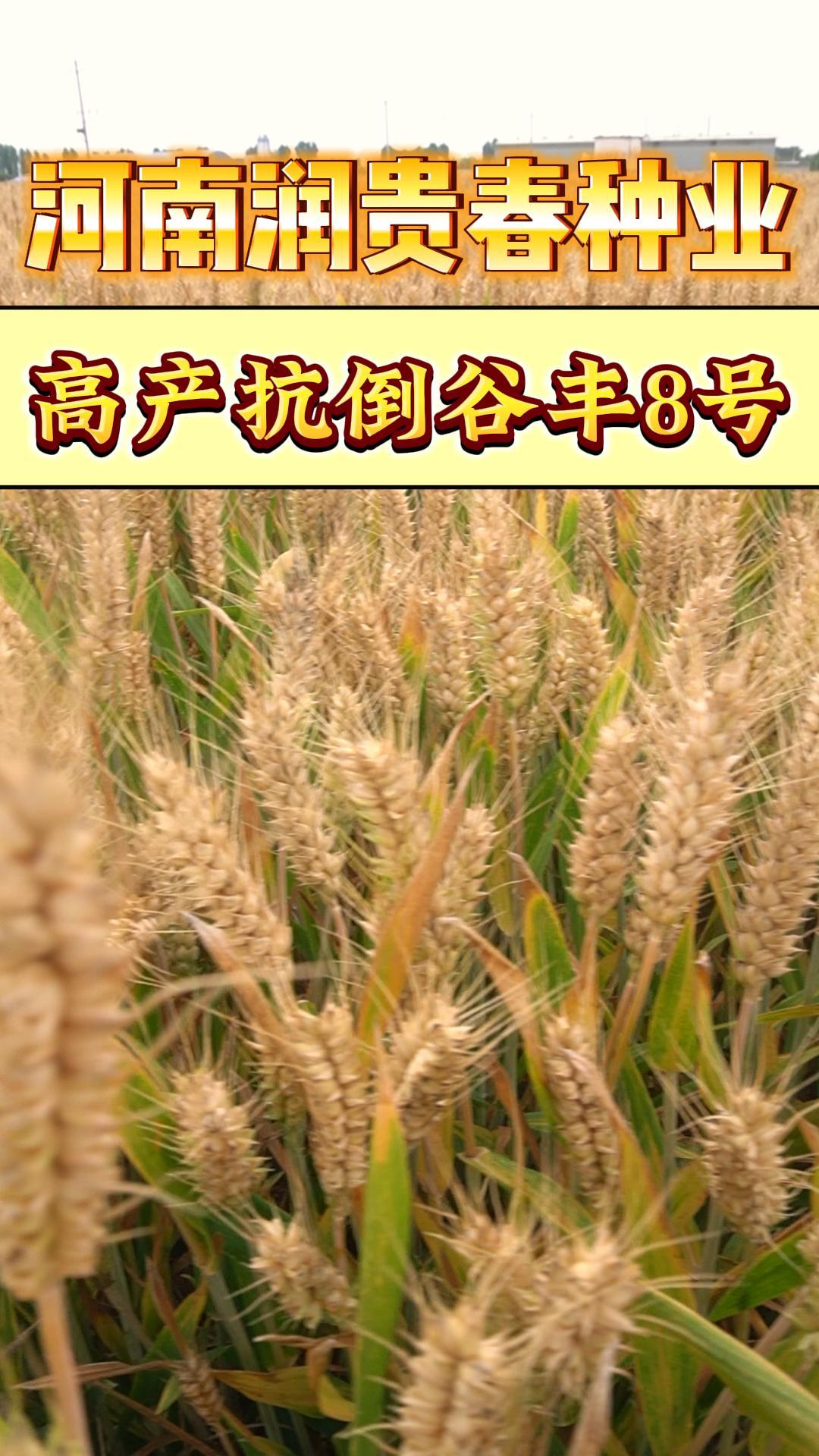 种植谷丰8号在田间