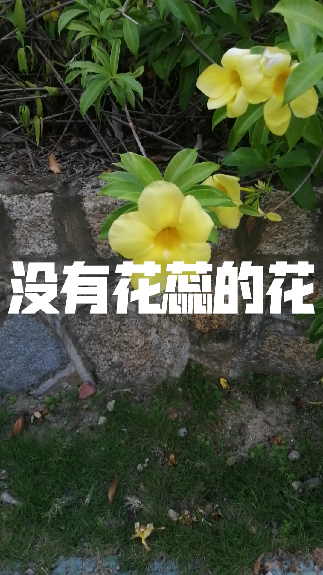 没有花蕊的的花哔哩哔哩bilibili