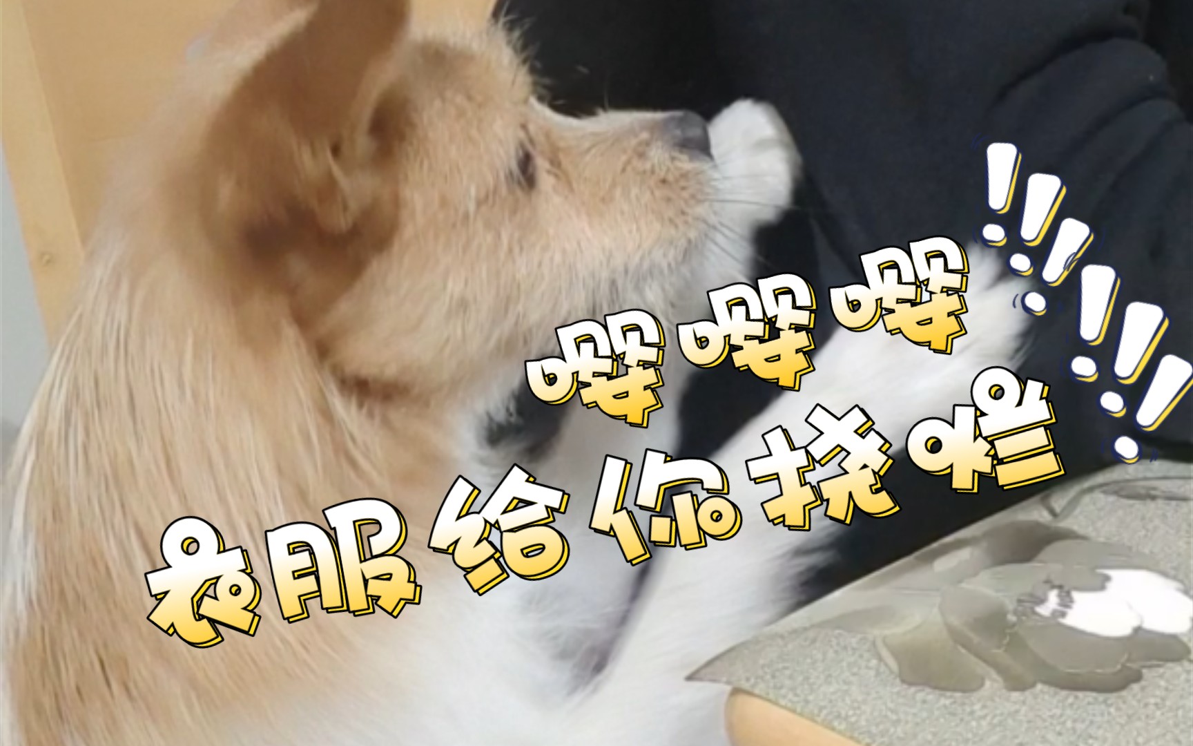 撒娇很费衣服的小狗