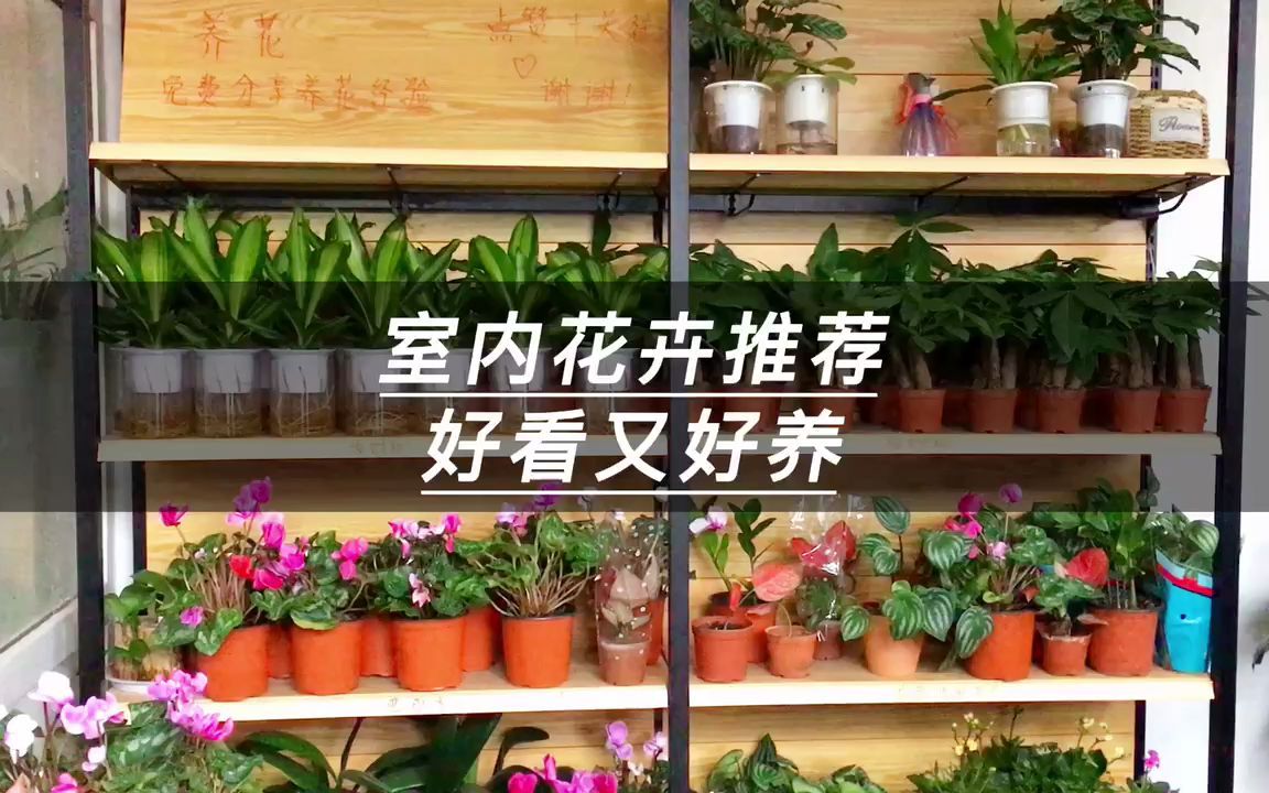 室内花卉推荐好看又好养哔哩哔哩bilibili