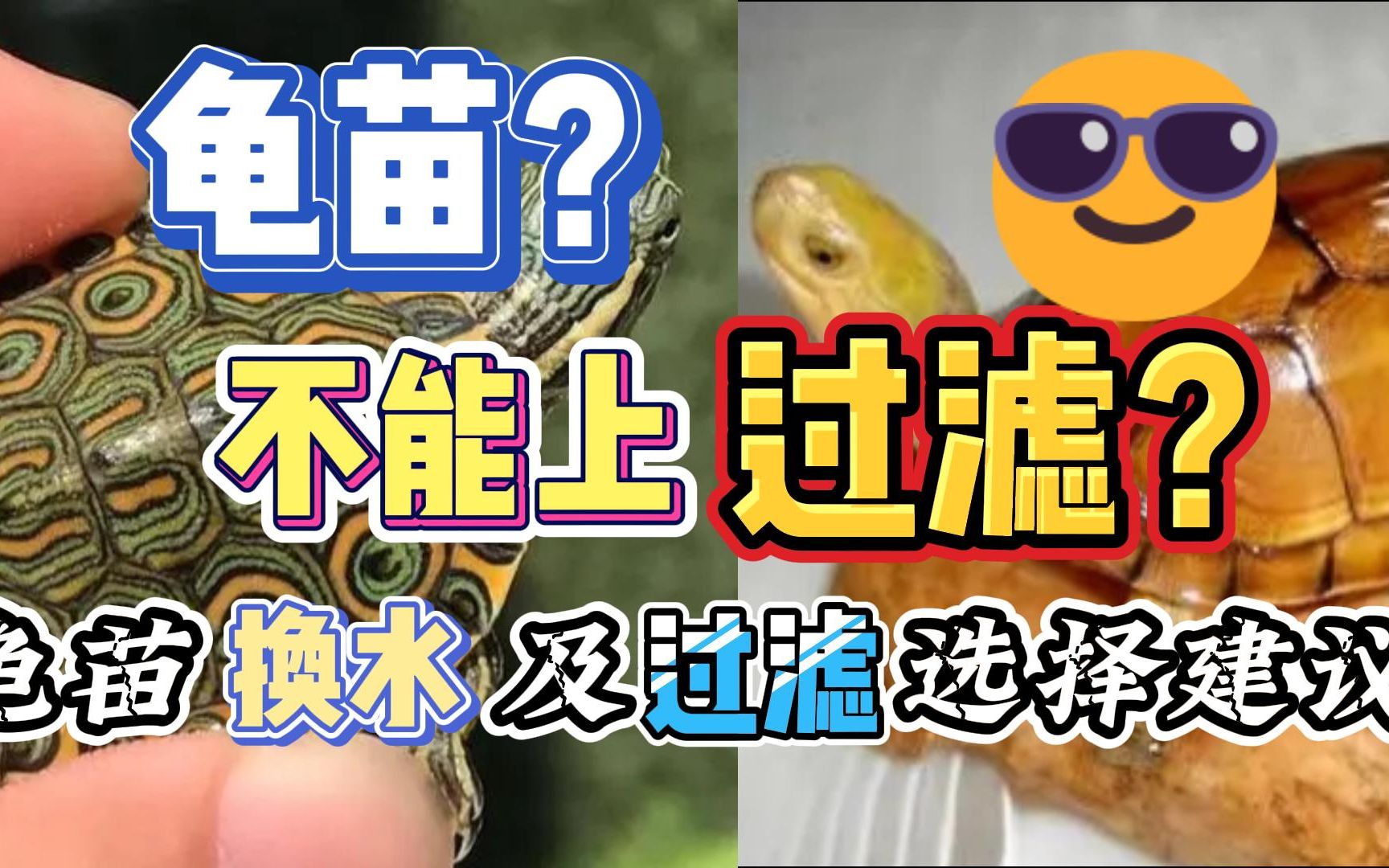 龟苗饲养能不能上过滤?关键在于龟苗本身和设备的选择!哔哩哔哩bilibili