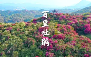 Video herunterladen: 百里杜鹃 | 待到山花浪漫时