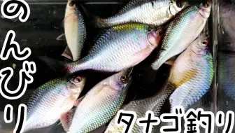 生物青年ケーゴ 跟着我去灌溉水渠钓鱼 よし 用水路へウキ釣りに行こう 哔哩哔哩 Bilibili