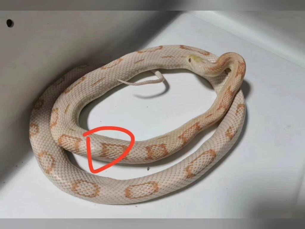 成体特价雪方块圈,母,背上有一处凸,其他正常没用过不影响繁殖,1020出