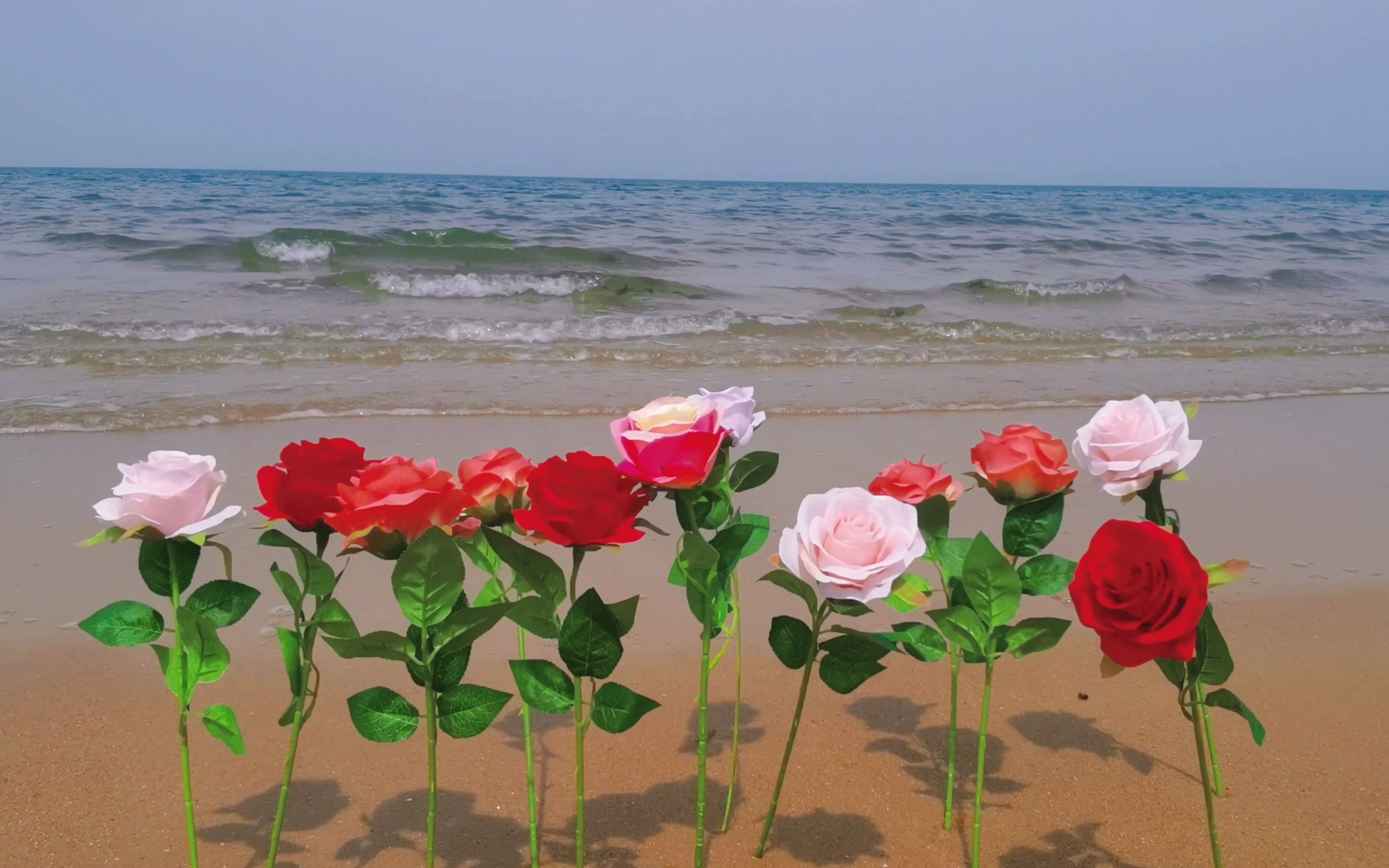 玫瑰花海壁纸 唯美图片