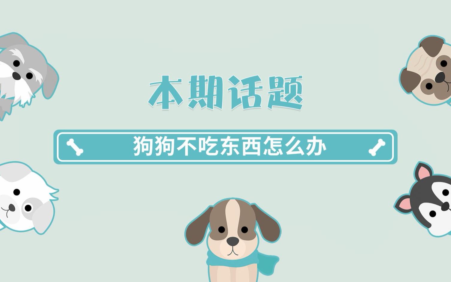 狗狗不吃东西没精神怎么办?哔哩哔哩bilibili