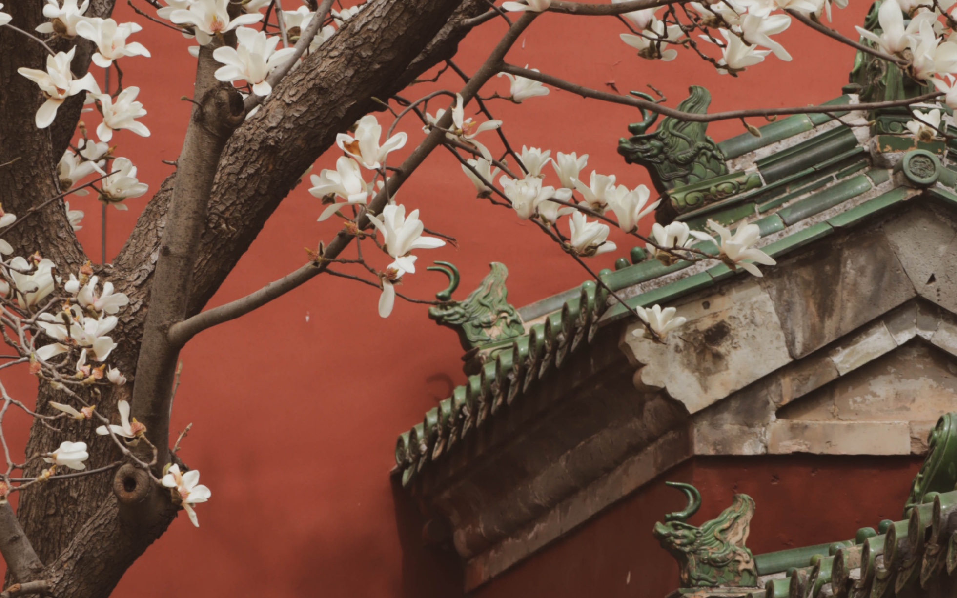 3.22天坛斋宫玉兰|保研后在北京干的100件事