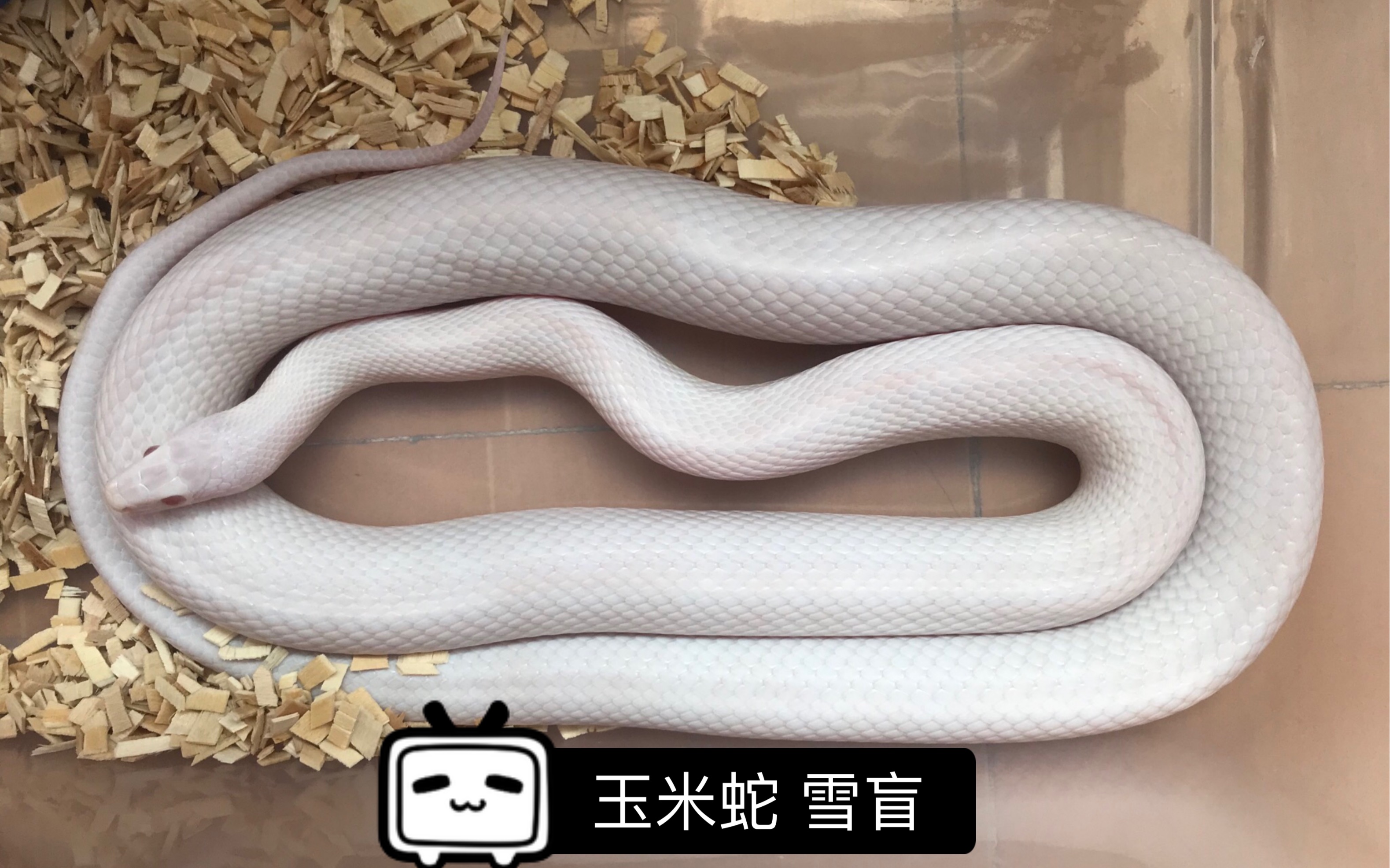 白色宠物蛇品种图片