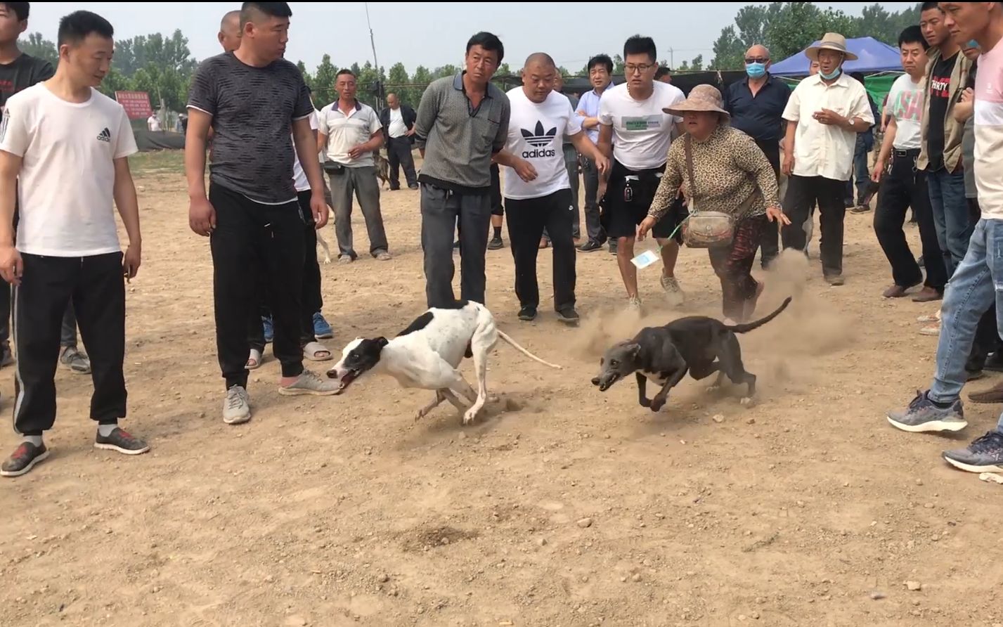 实拍:农村“狗撵兔”,拍摄过程惊心动魄,生死极速快到惊人!哔哩哔哩bilibili