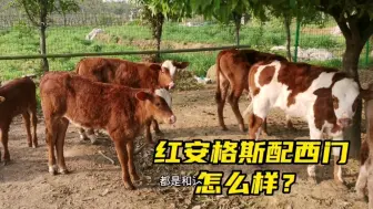 下载视频: 红安格斯配西门塔尔怎么样？牛犊骨架够用，长势让人满意