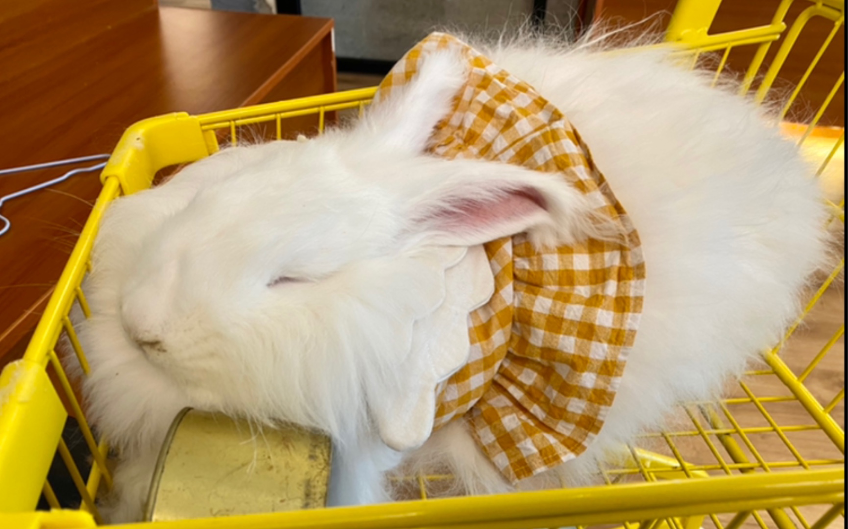 安哥拉兔周末带妹妹去rua软萌兔兔