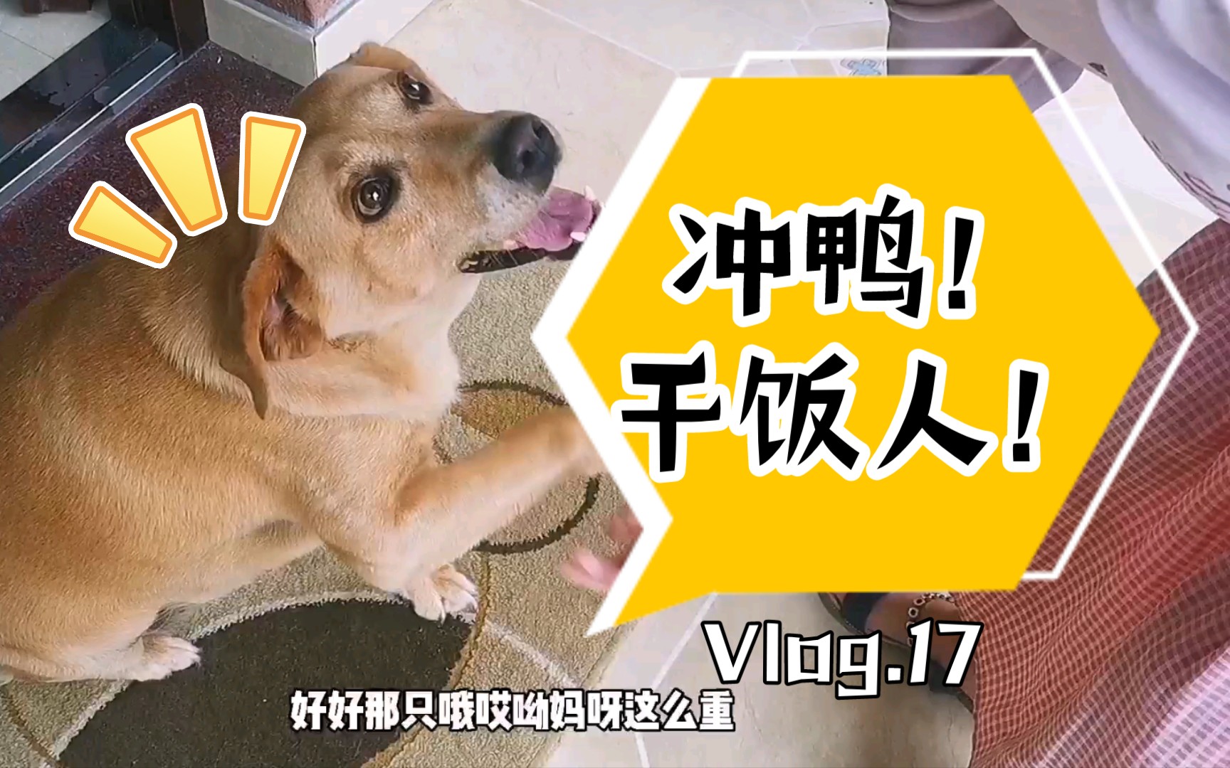 【拉不拉猪】就这点吃的,至于吗?哔哩哔哩bilibili