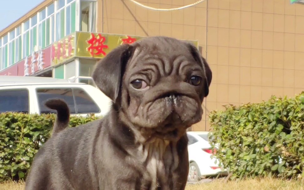 其实丑到极致也是一种美鹰版巴哥