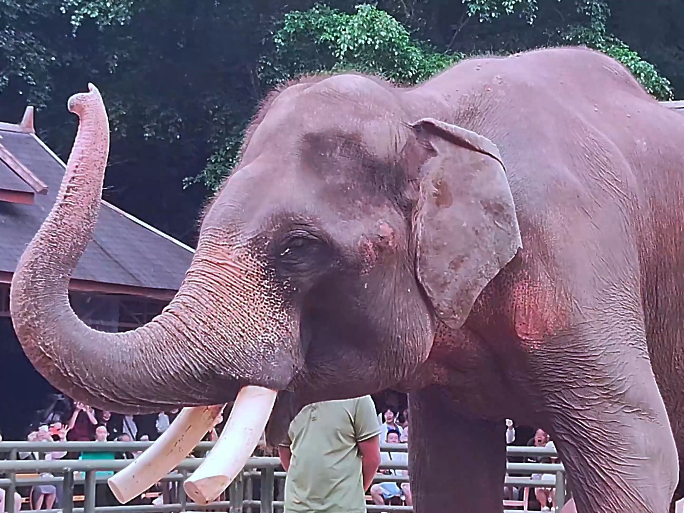 还有什么是大象鼻子做不到的?