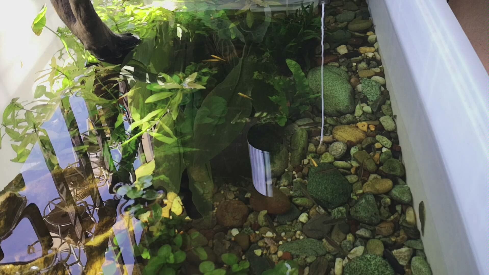 我的小沼泽过滤缸