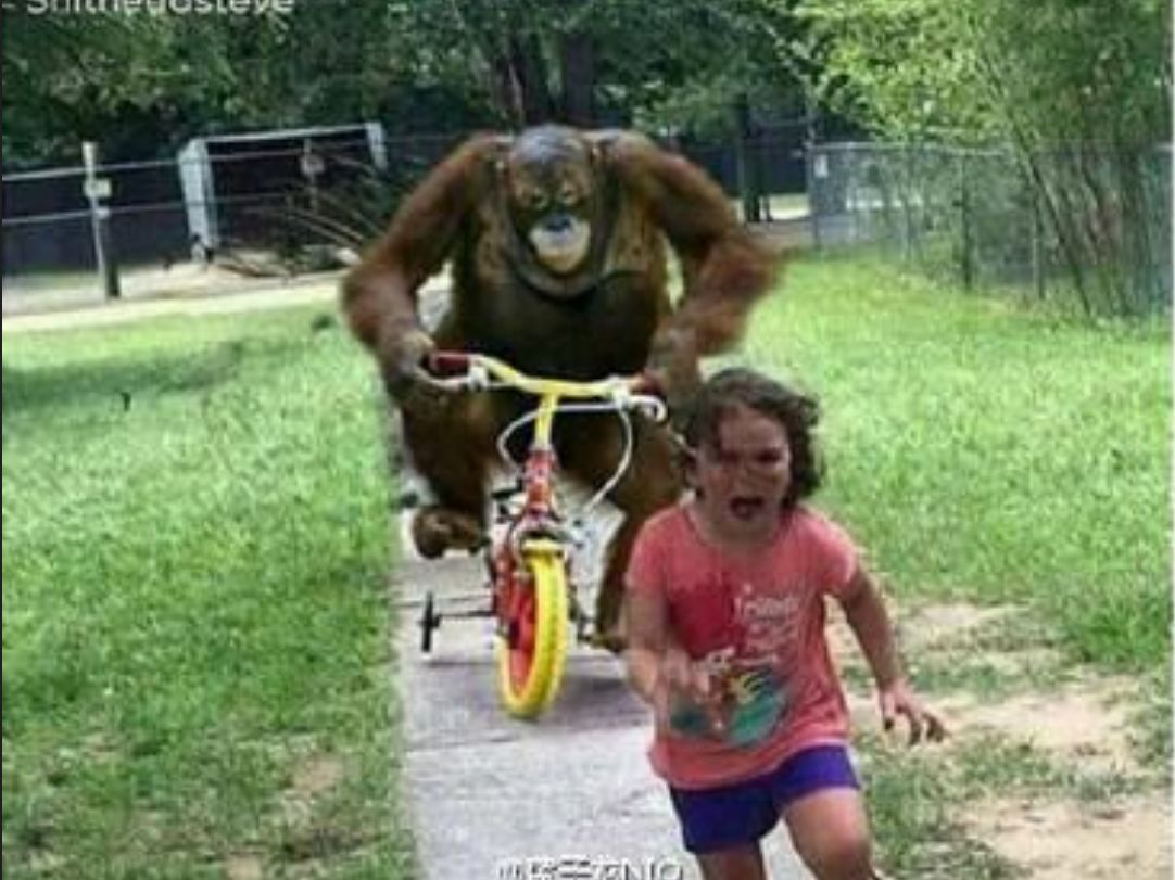 国外沙雕趣味&动物迷惑行为合集#101