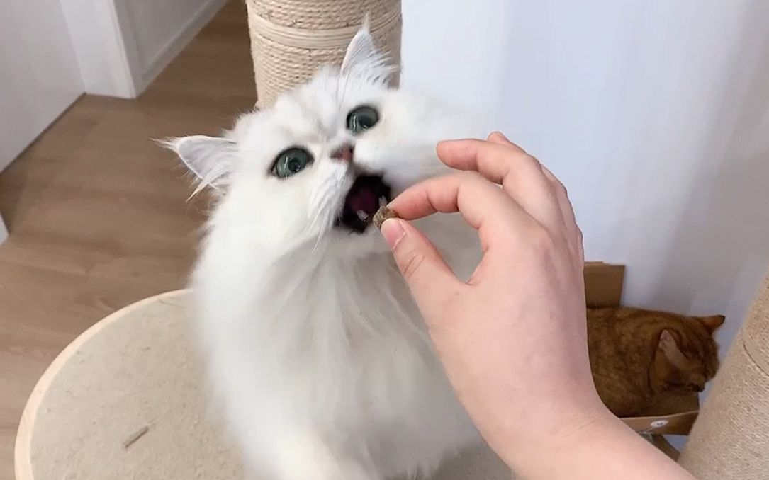 《求投喂》【喵来啦直播录屏210731】_哔哩哔哩_bilibili