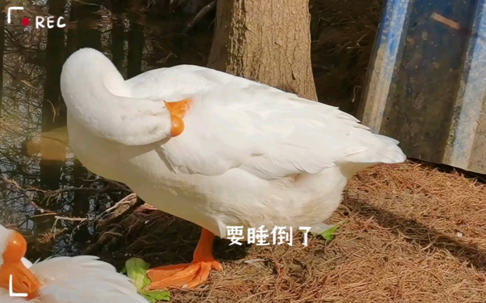 大白鹅表演单脚站立睡觉|鹅鹅鹅|大白鹅灵活的脖子转了180