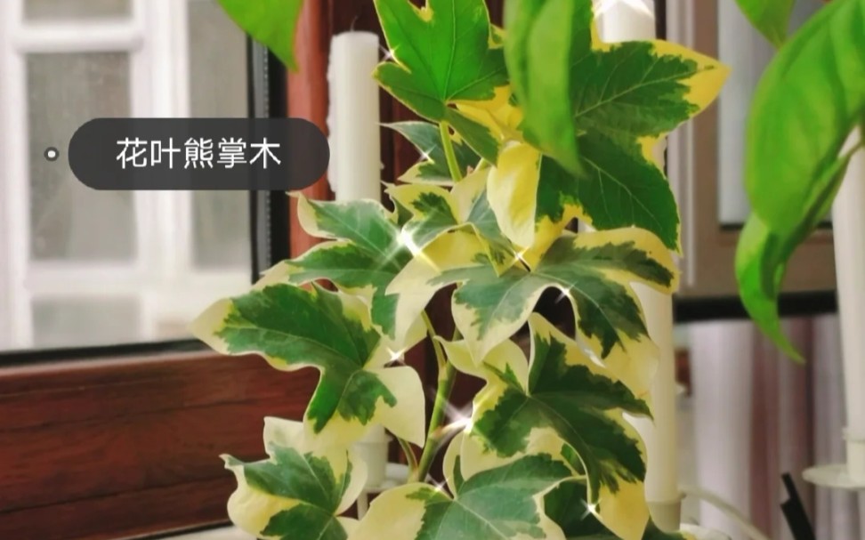 我家100种植物系列:花叶熊掌木哔哩哔哩bilibili