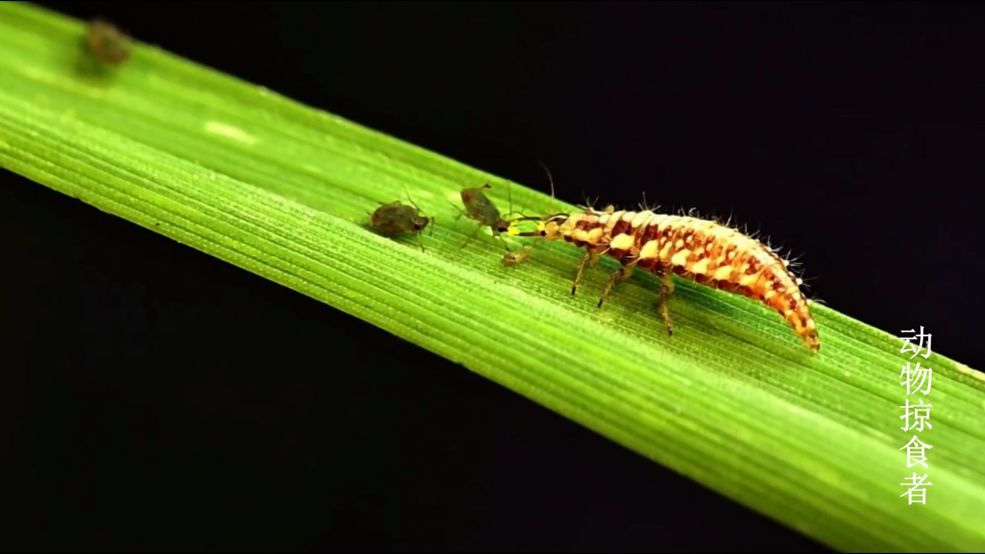 步甲幼虫捕食蚜虫