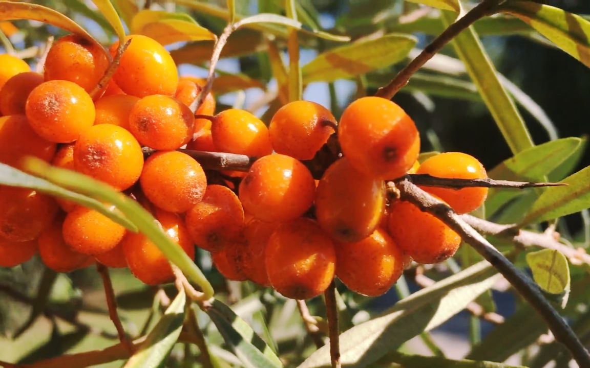 农村这一野果植物,被农民称为“酸溜溜”,维生素C含量极高哔哩哔哩bilibili