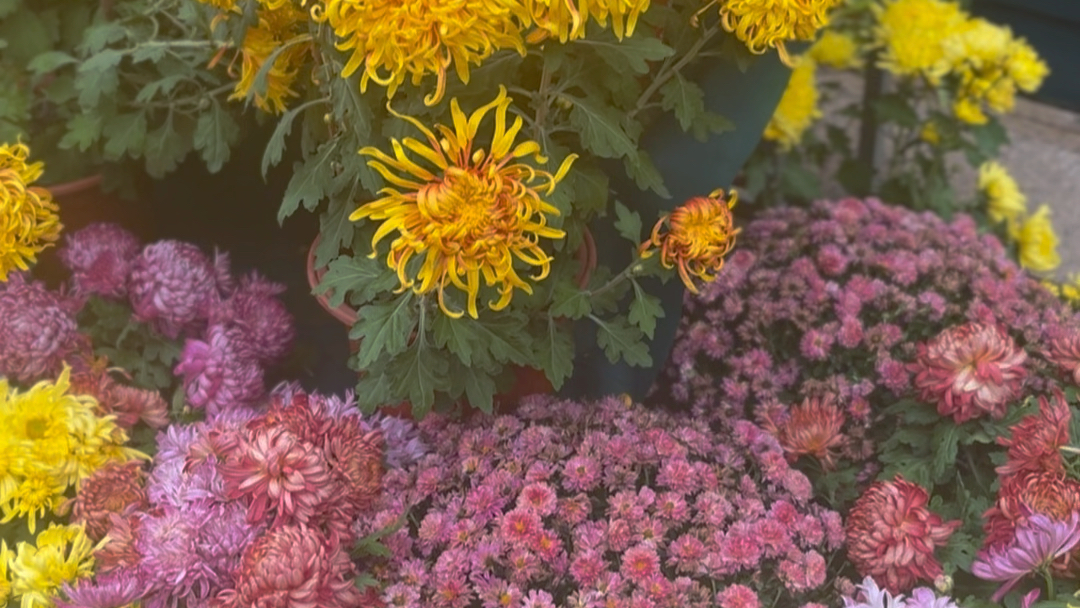 青岛中山公园菊花展