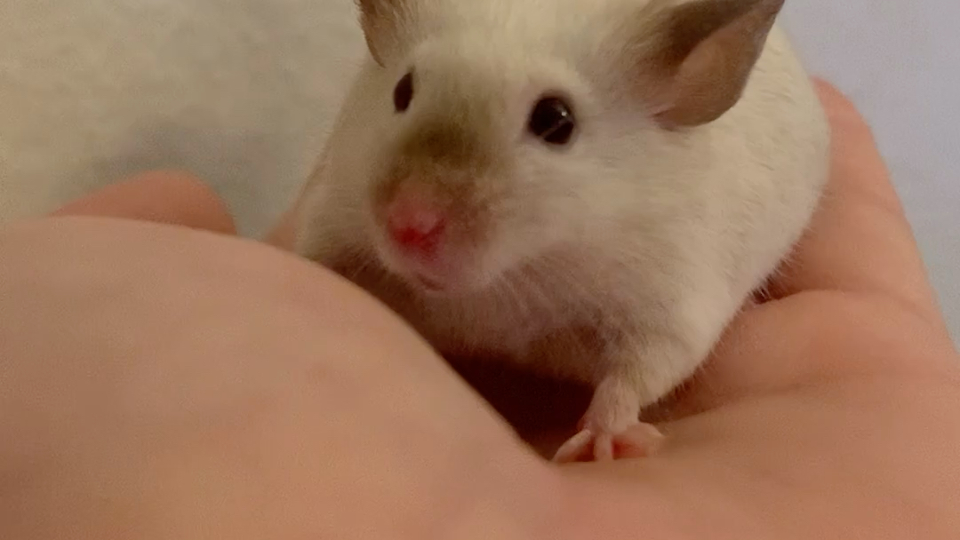 缎子鼠有点怕人但是很乖的暹罗重点色小鼠