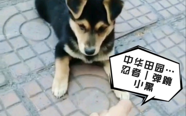 [图]【中华田园犬】【张神童】汪喵收集站｜两个月正式活泼的年纪｜忍者小黑在线卖萌