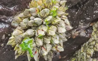 佛手藤壶 搜索结果 哔哩哔哩 Bilibili