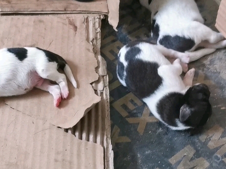 记录出生才几天的小奶狗