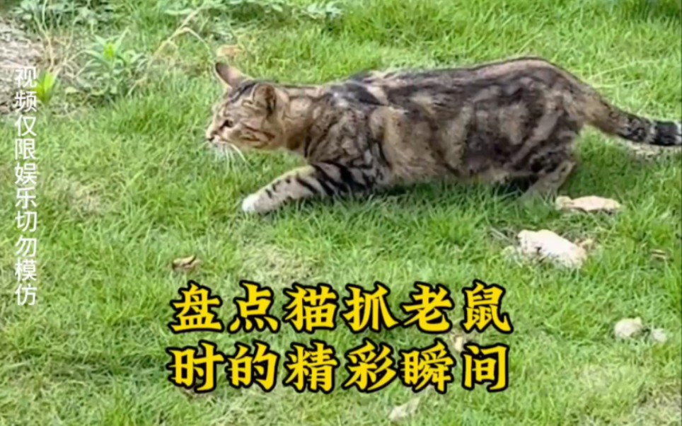 盘点猫抓老鼠精彩瞬间,抓老鼠这块还得是狸花猫哔哩哔哩bilibili