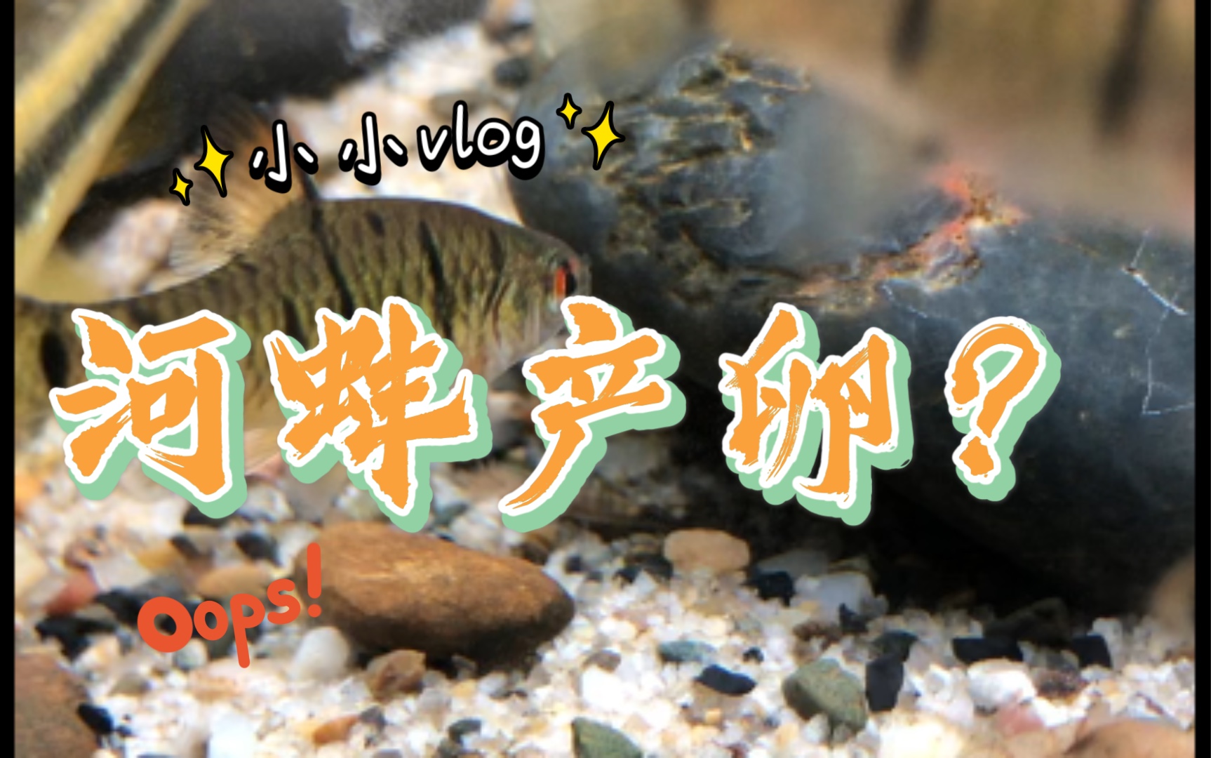 河蚌这是在产卵?