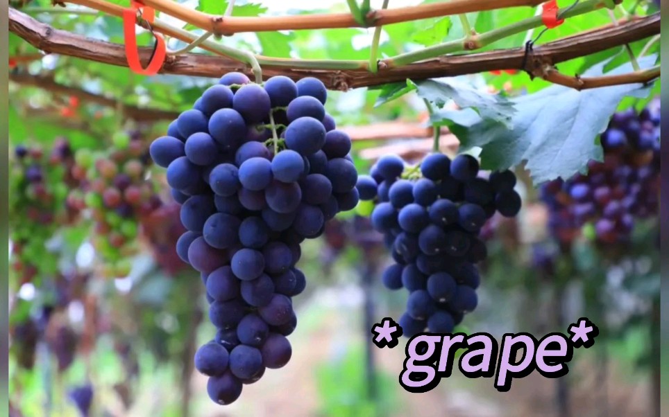 学英语记单词-grape