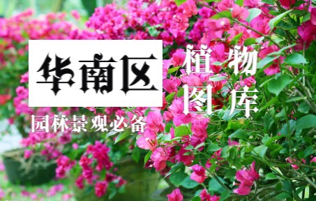 华南植物意向图大全(精),吐血整理.园林专业景观植物学教学、意向图整合必备!哔哩哔哩bilibili