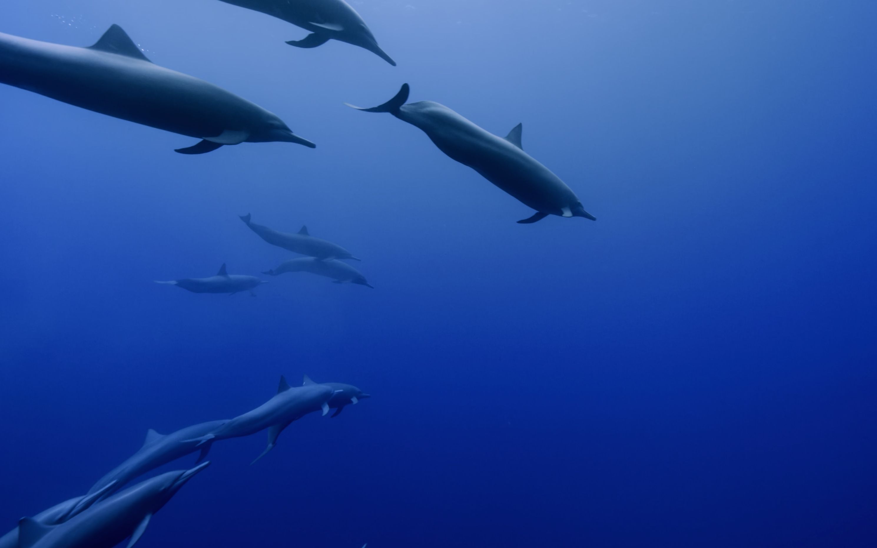 哥斯达尼加海域的飞旋海豚