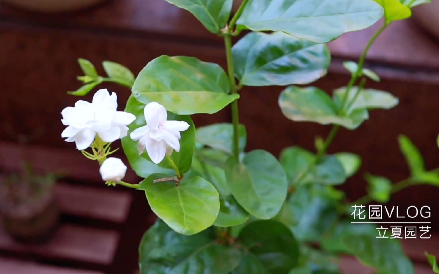 茉莉花夏天怎么浇水?学立夏这样做,开花不断芳香四溢!哔哩哔哩bilibili