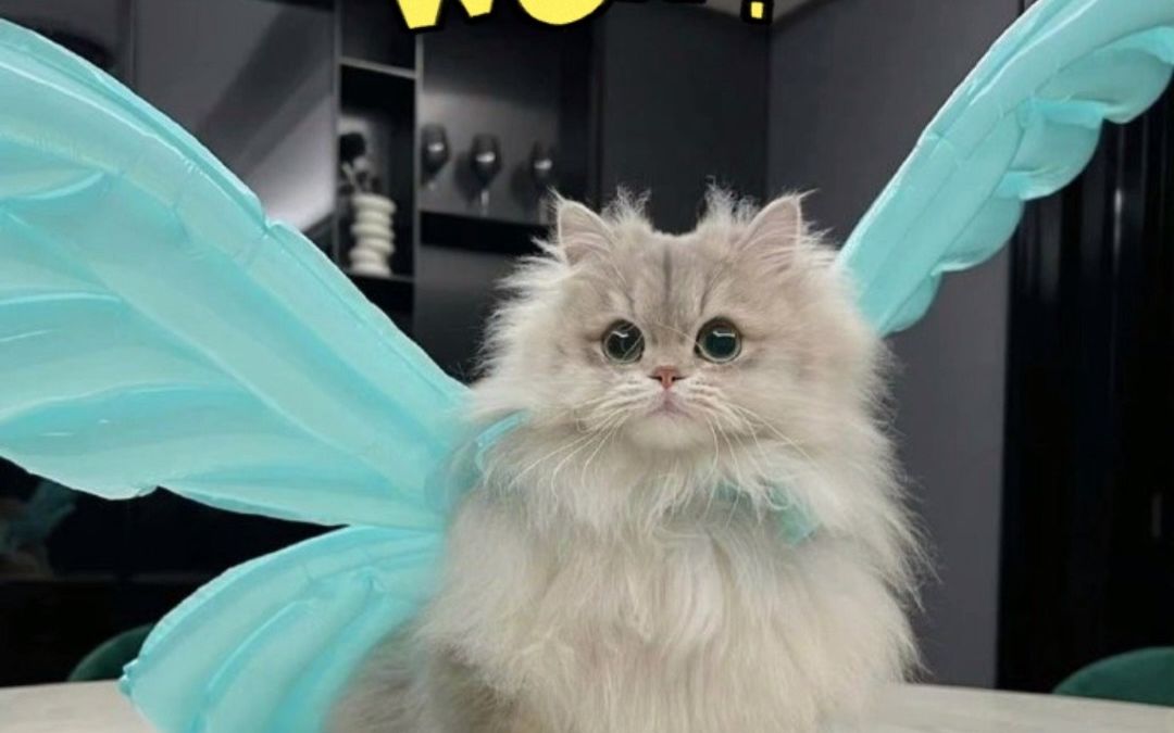 主人给小猫咪带上翅膀,下一秒猫咪秒变"小天使".