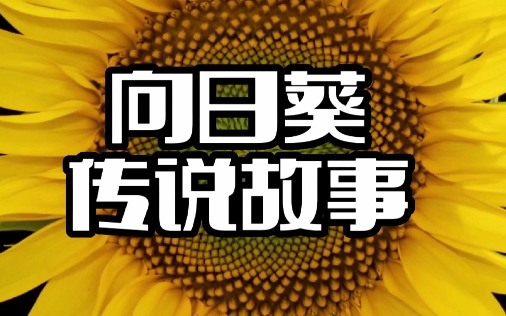 向日葵的传说,叙述了一个美丽动人、令人悲伤的暗恋故事.因此,向日葵的花语是沉默的爱!哔哩哔哩bilibili