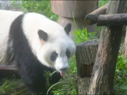 下载视频: 早7:50爷爷怎么呼喊都唤不回花花，独自营业的迪迪左顾右盼……