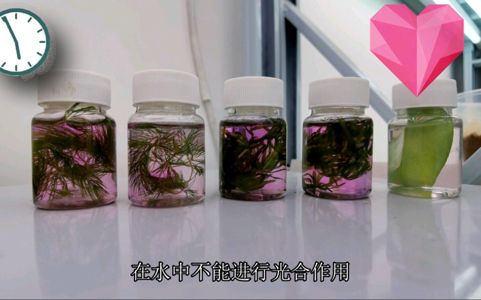 沉水植物怎么进行光合作用?#草缸#哔哩哔哩bilibili