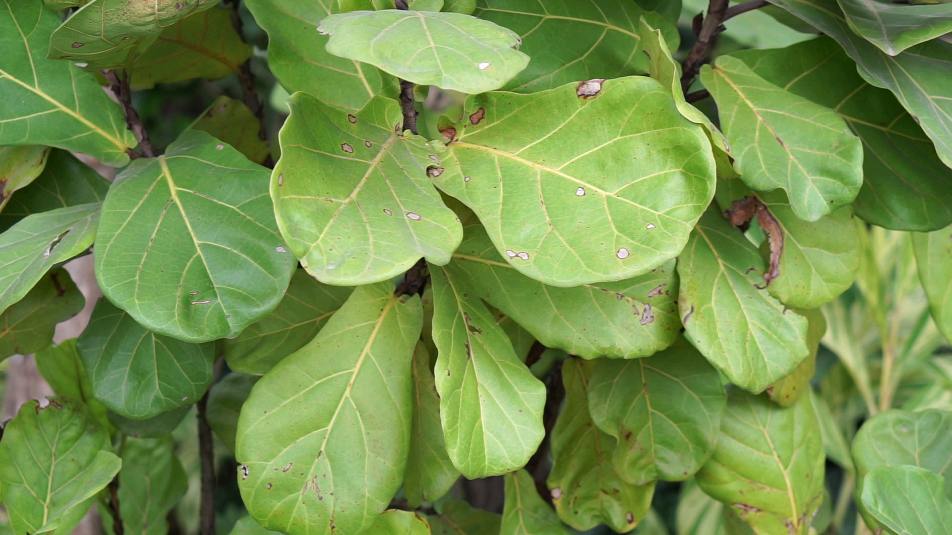 路边绿化常见植物——大琴叶榕(桑科)