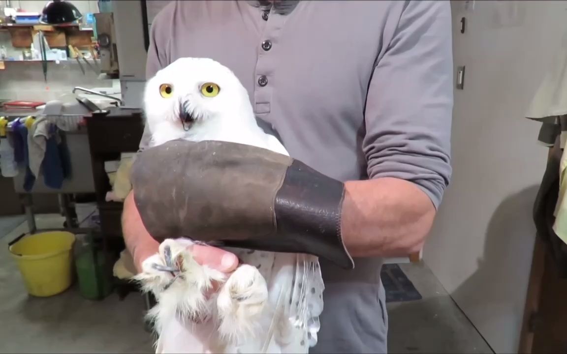 一只被修完嘴后闭不上嘴的雪鸮(白猫头鹰),白咕咕鸡完全被牙医支配的